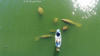 A Large Aggregation of Manatees Passing Through the Intracoastal Waterway