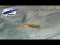 サンショウウオ ～アクション編～