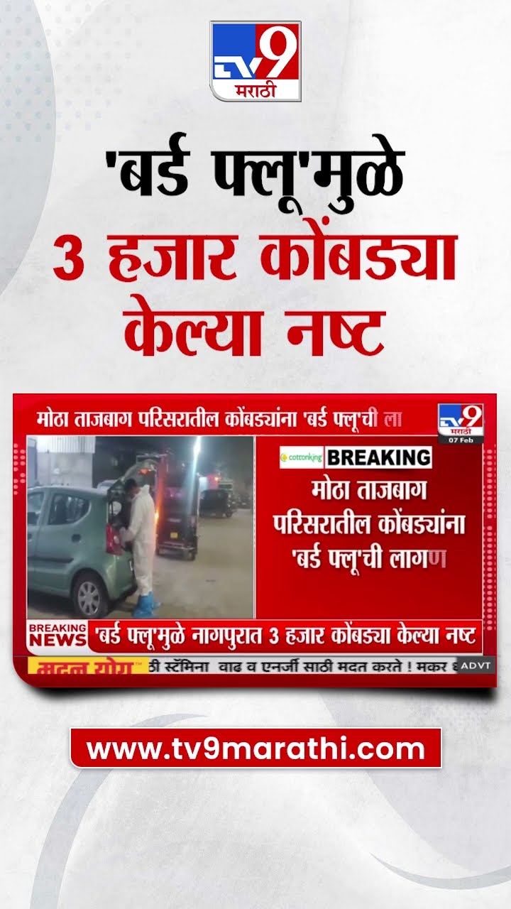 Nagpur  मध्ये 'बर्ड फ्लू'मुळे 3 हजार कोंबड्या केल्या नष्ट | tv9 Marathi