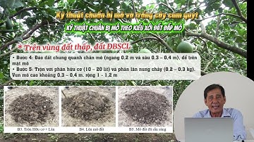 CHỦ ĐỀ 4 - KỸ THUẬT CHUẨN BỊ MÔ VÀ TRỒNG CÂY CAM QUÝT | KỸ THUẬT CANH TÁC CÂY CÓ MÚI
