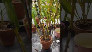Easy following using beautiful techniques for repotting dendrobium plants into pot 🌳🌱🌵🌱🌱