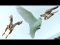 Сокол сапсана атакуют моих голубей Falcon Peregrinus Attack Dove