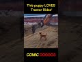 puppy comic with dozer #funny
