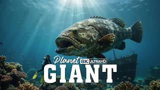 GIANTS | You won't believe how big these ocean creatures are! | 4K Documentary