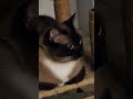 Most relax cats all day!!