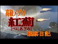 【屋外飼育メダカ】紅薊をみんなで鑑賞するよ