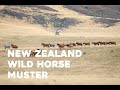 The 2021 New Zealand Wild Horse Muster