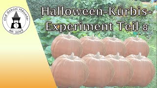 My Pumpkin Experiment for Halloween 2021 - Pumpkin Planting [Part 8] screenshot 5
