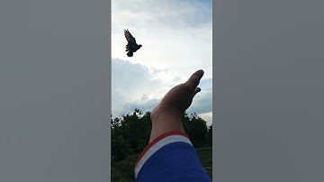 Usia segini harus kita latih , jangan sampai telat #merpati #pigeon #merpatifreefly #shorts