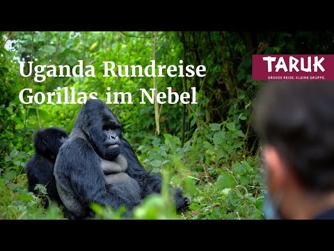 Video: Die besten Orte für Gorilla-Trekking in Afrika