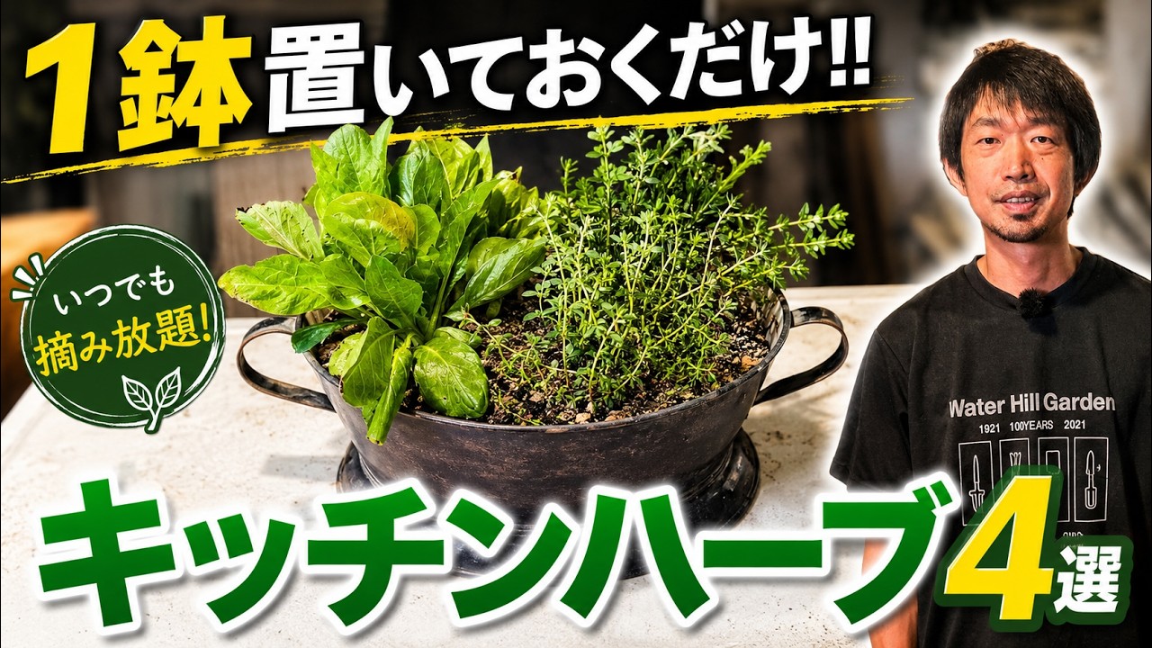 Must-Watch for Foodies] How to Create a 4-Herb Container Garden