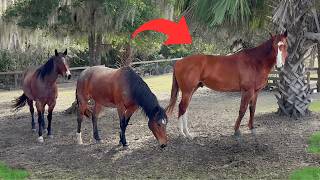 My RACEHORSE makes new FRIENDS