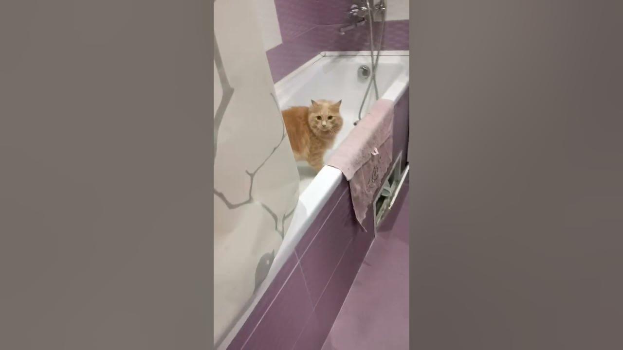 БЕШЕННЫЙ КОТ - YouTube