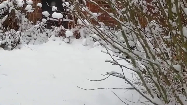 MOUSE STARVING IN THE SNOW (finds fresh bread)