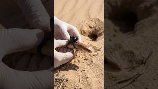 Sandfish Skink POV in Sand World  | Real Micro Camera Footage