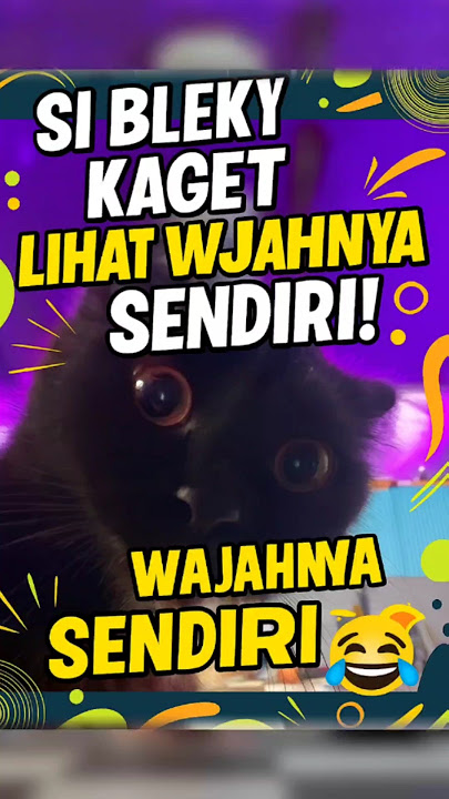 Ya Ampun Bisa Kaget Sendiri 🤣 #cat #funny