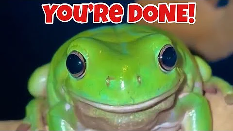 What I did to this Australian Whites Tree Frog  ca...