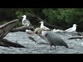 Herring Gulls, Great Blue Heron & Others Feasting on Herring