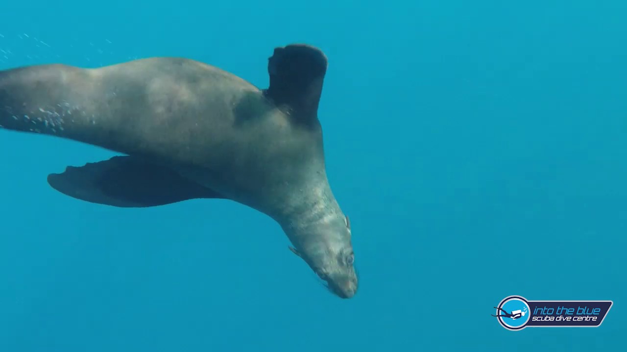 Sardine Run See the Cape Fur Seal in action YouTube