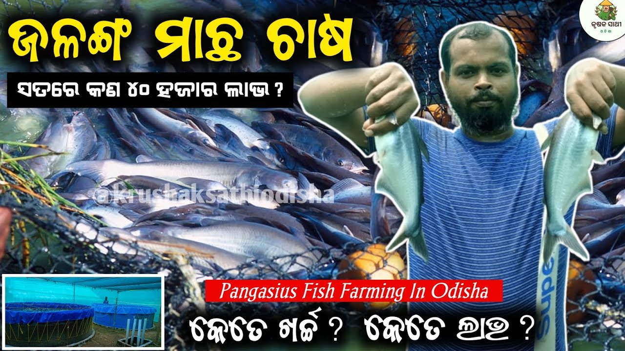 Biofloc fish farming in odisha[ଜଳଙ୍ଗ ମାଛ ଚାଷ]biofloc fish farming||Biofloc profit in odisha