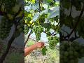 grape🍇 tree cutting #grape #farming #fruit #pruning #satisfying