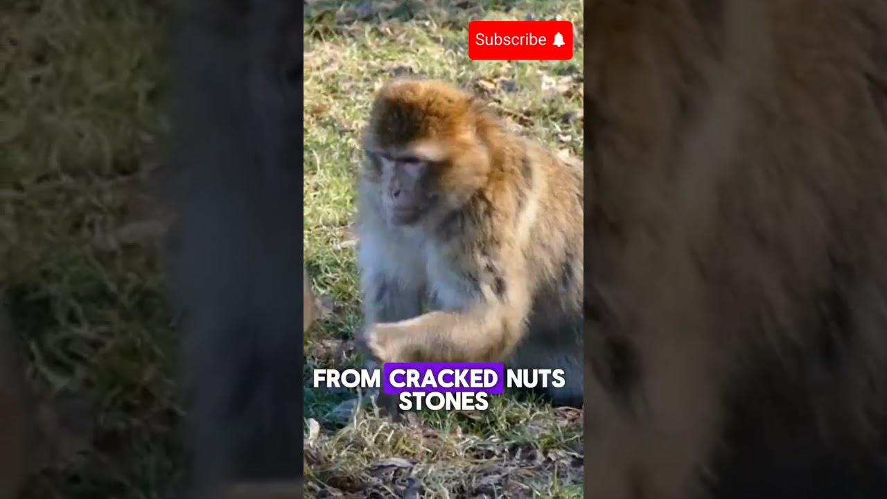 Incredible secret 🙊 monkey 🐒 use for survival 