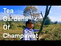 The Tea Gardens Of Champawat.