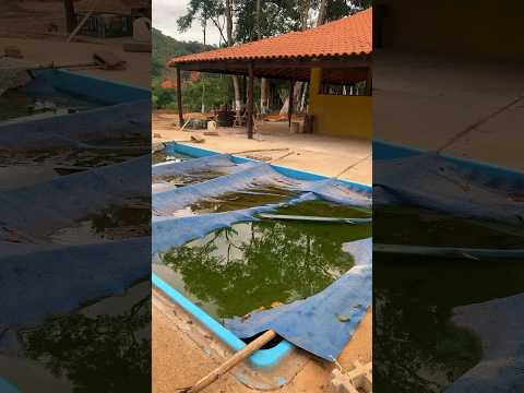 Piscina abandonada #pool #foryou #fy #viral #limpeza #satisfying #piscinas #satisfatorio #satisfação