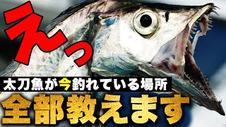 【急げ今すぐ！】太刀魚が釣れている場所、絶対に釣れる方法、全部教えます。タチウオ釣り開幕！！テンヤなどのエサ、ワインドなどのルアーでも釣れる最高に楽しいターゲットです。