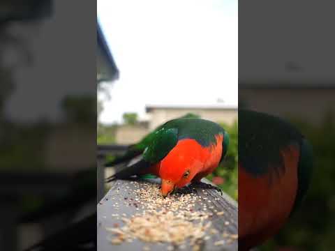 Australian King Parrot #shorts #parrot #animals #forest #australian