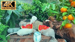 [NO ADS] Cat TV for Cats to Watch 😸😸😸 Squirrels steal the Bird Food 🕊️🐿️ Bird Videos & Cat Games screenshot 2