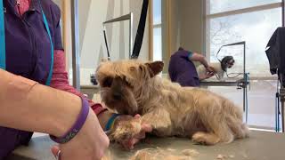 Grooming Senior Yorkshire Terrier With Bad Knees by melissa the groomer 6,344 views 3 years ago 13 minutes, 12 seconds