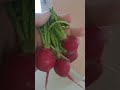 it's radish #radish #kanpur #brampton #vegetables #eatyourvegetables