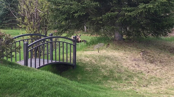 Momma Moose with Brand New Baby