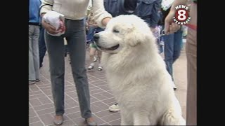 Dogs audition in San Diego 1985