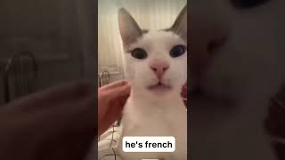 No Existe El Gato Francésel Gato Francés