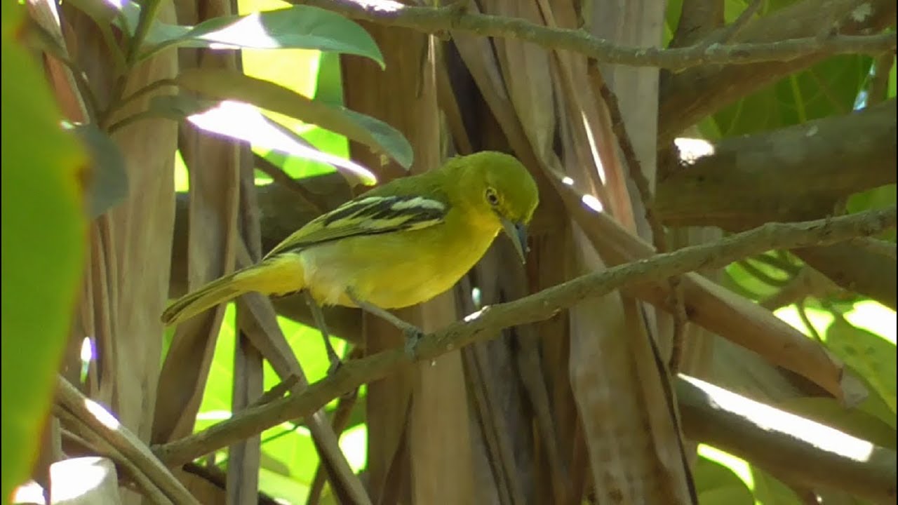 Burung Sirtu di Alam Aslinya 