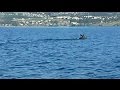 Mysterious creature in Okanagan Lake: What is it exactly?