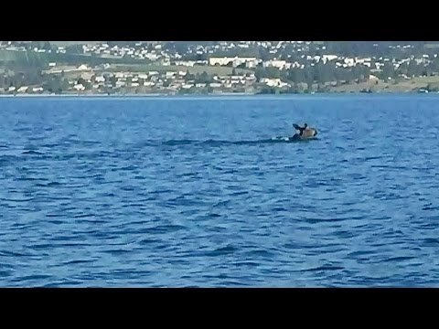 Videó: Kanada A Legjobb Lövés Az Okanagan-tóban élő Ogopogo Szörnyről - Alternatív Nézet