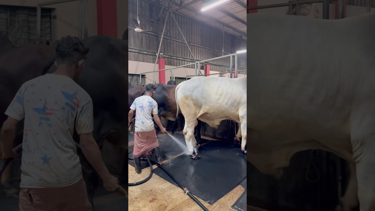 Works great for cleaning scales in the hands of a shepherd.🚿🐂