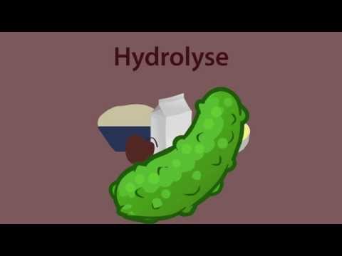 Vidéo: Pourquoi Les Enzymes Sont-elles Importantes? Enzymes Et Digestion