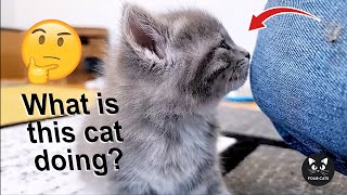 القطط  تلعب بطريقة عجيبة | Cats play in a strange way