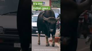The world’s largest bovine species — Indian gaur #shorts