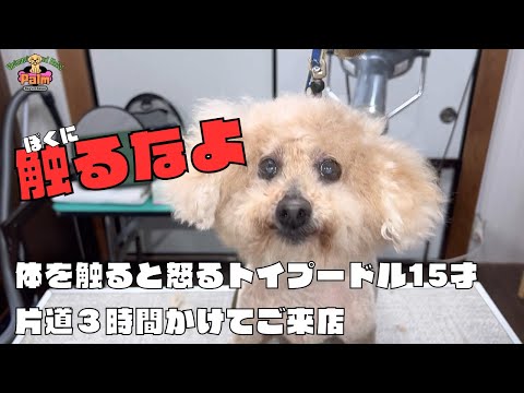 噛み犬トリミングでどこを触れても怒るトイプードル15才
