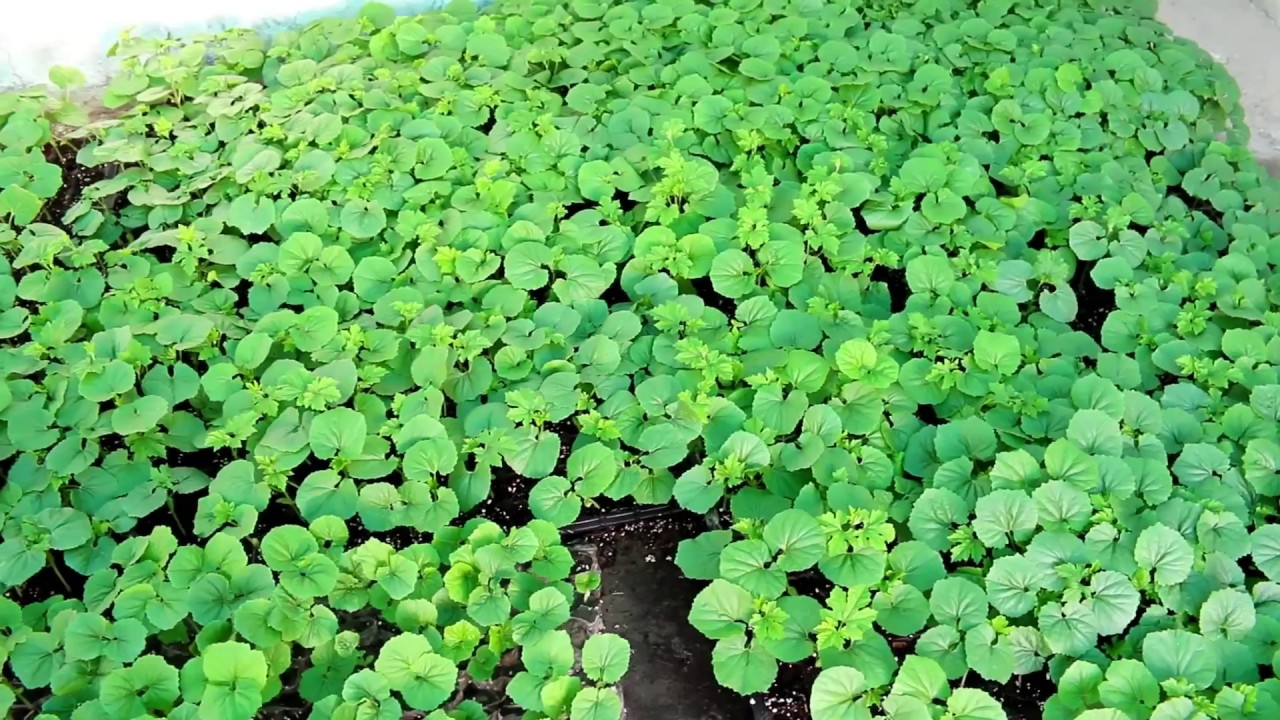 Bitter melon seedling for large scale cultivation YouTube