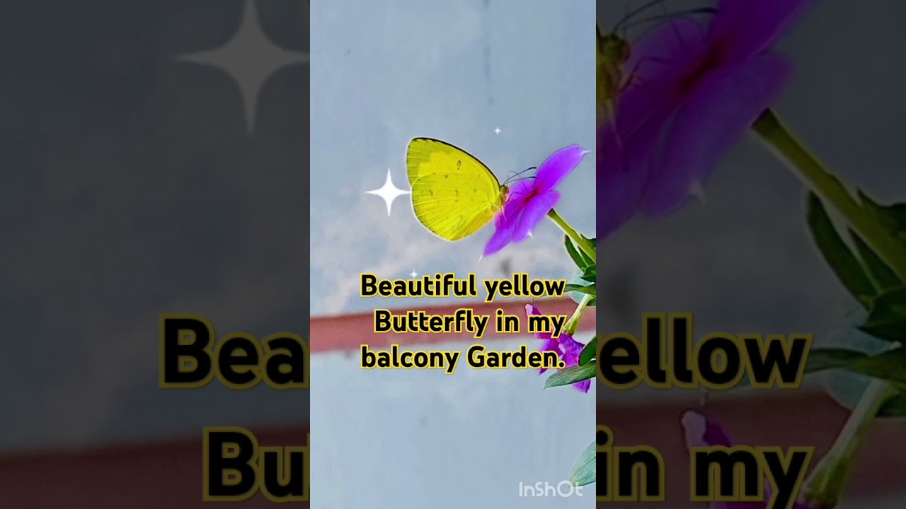 Beautiful yellow butterfly in my balcony garden with purple Noyon Tara flowers.