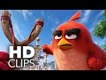 ANGRY BIRDS - Der Film | Filmausschnitte & Trailer | HD (2016)