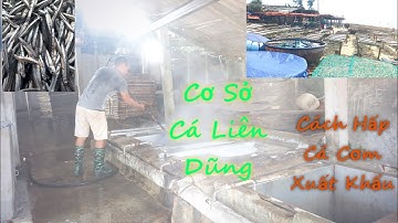 NGHỀ HẤP CÁ CƠM XUẤT KHẨU CỦA CƠ SỞ CÁ* LIÊN DŨNG* TẠI BIỂN BÌNH MINH, THĂNG BÌNH, QUẢNG NAM.