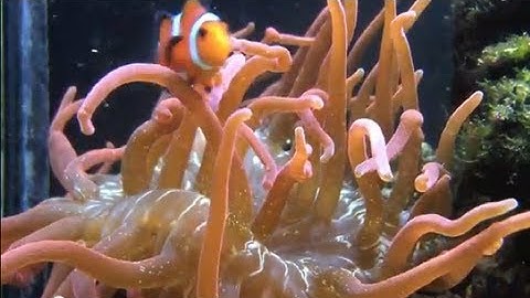 Rose Bubble Tip Anemone Feeding Timelapse HD