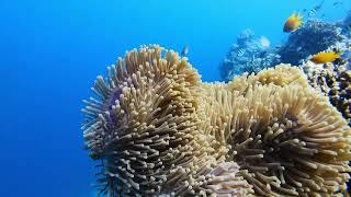 Snorkeling@Mu Koh Surin